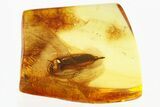 Detailed Fossil Click Beetle (Elateridae) in Baltic Amber #330638-1